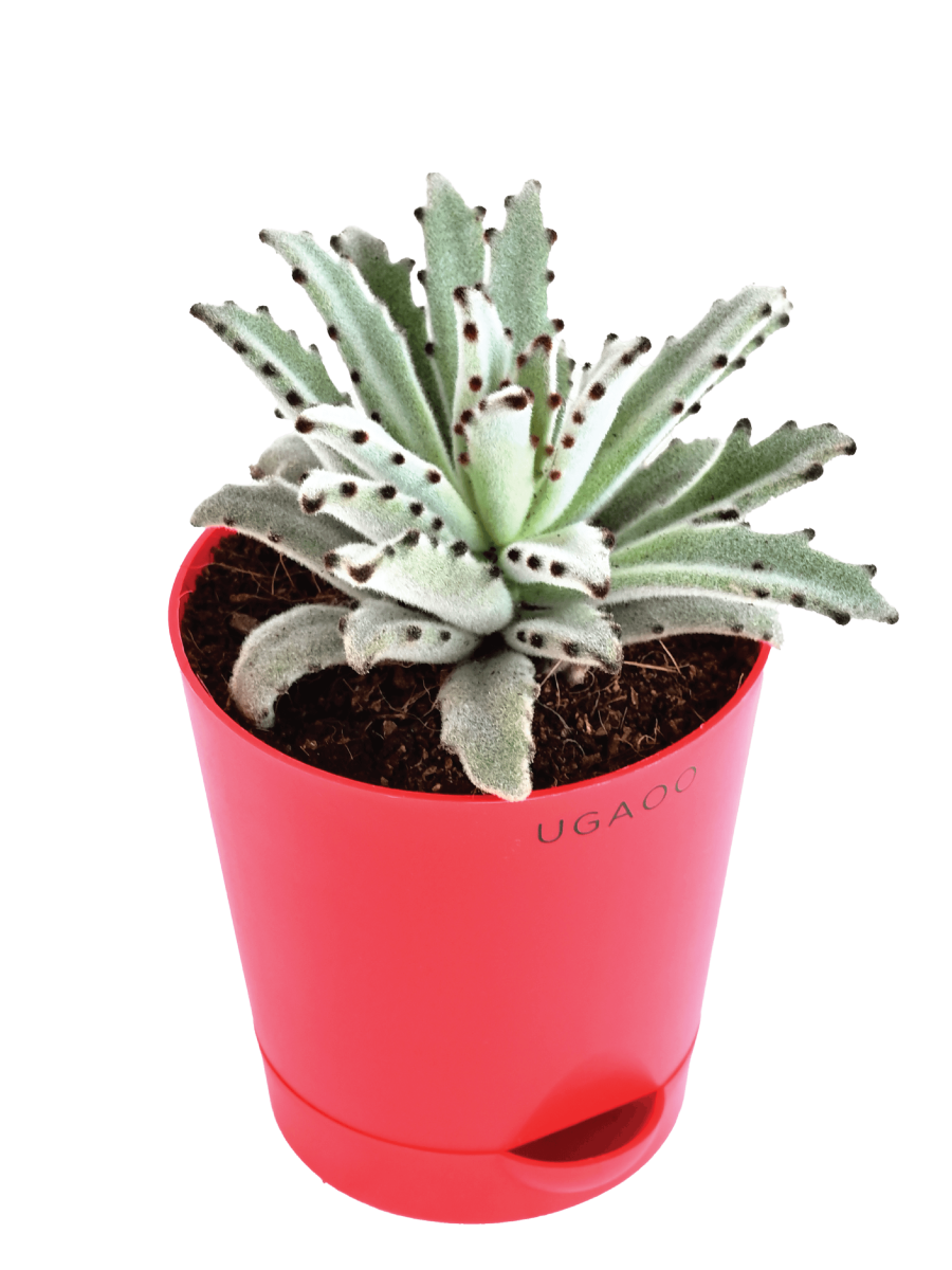 Kalanchoe Tomentosa chocolate soldier plant 