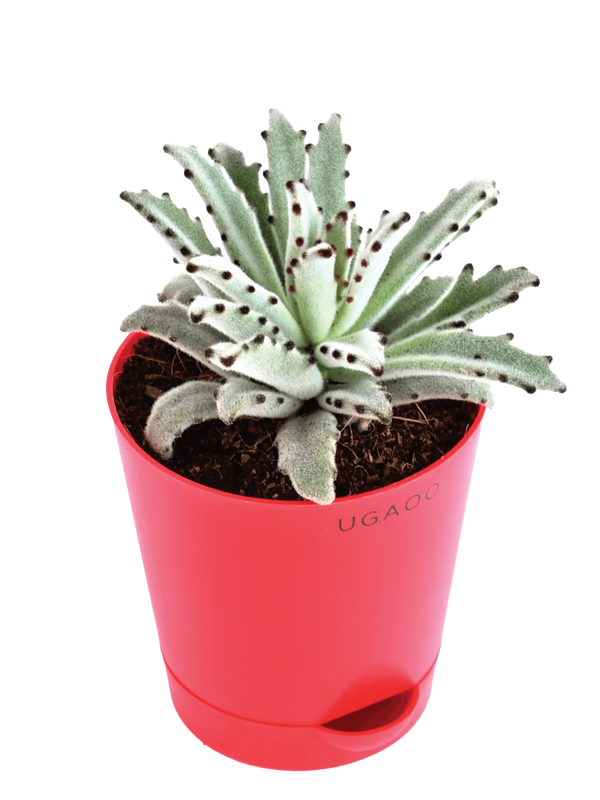 Kalanchoe Tomentosa chocolate soldier plant 