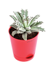 Kalanchoe Tomentosa chocolate soldier plant 