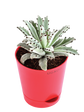 Kalanchoe Tomentosa chocolate soldier plant 