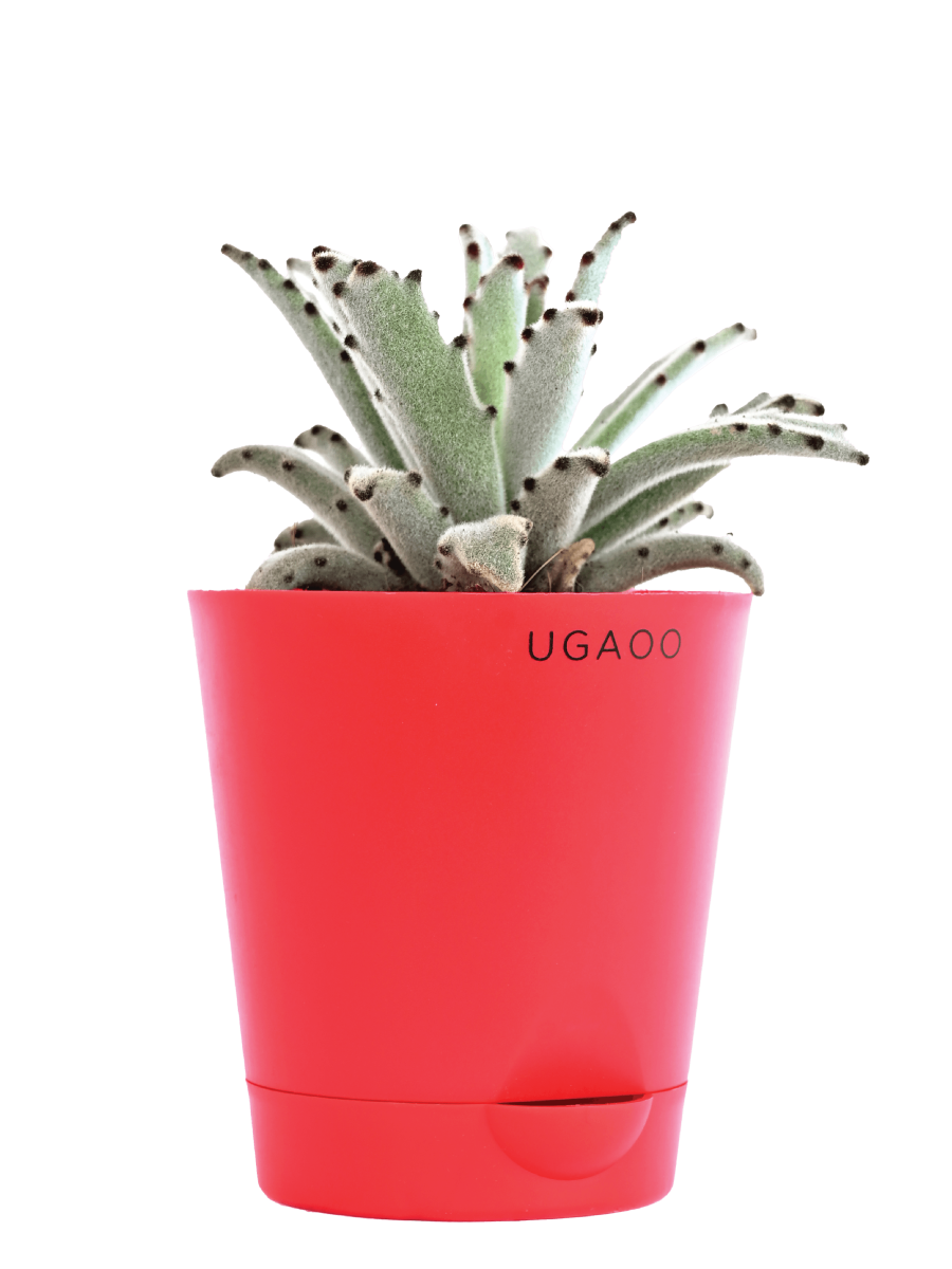 Kalanchoe Tomentosa Plant