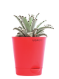 Kalanchoe Tomentosa Plant