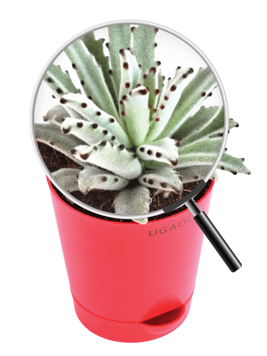 Kalanchoe Tomentosa Plant