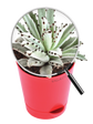 Kalanchoe Tomentosa Plant