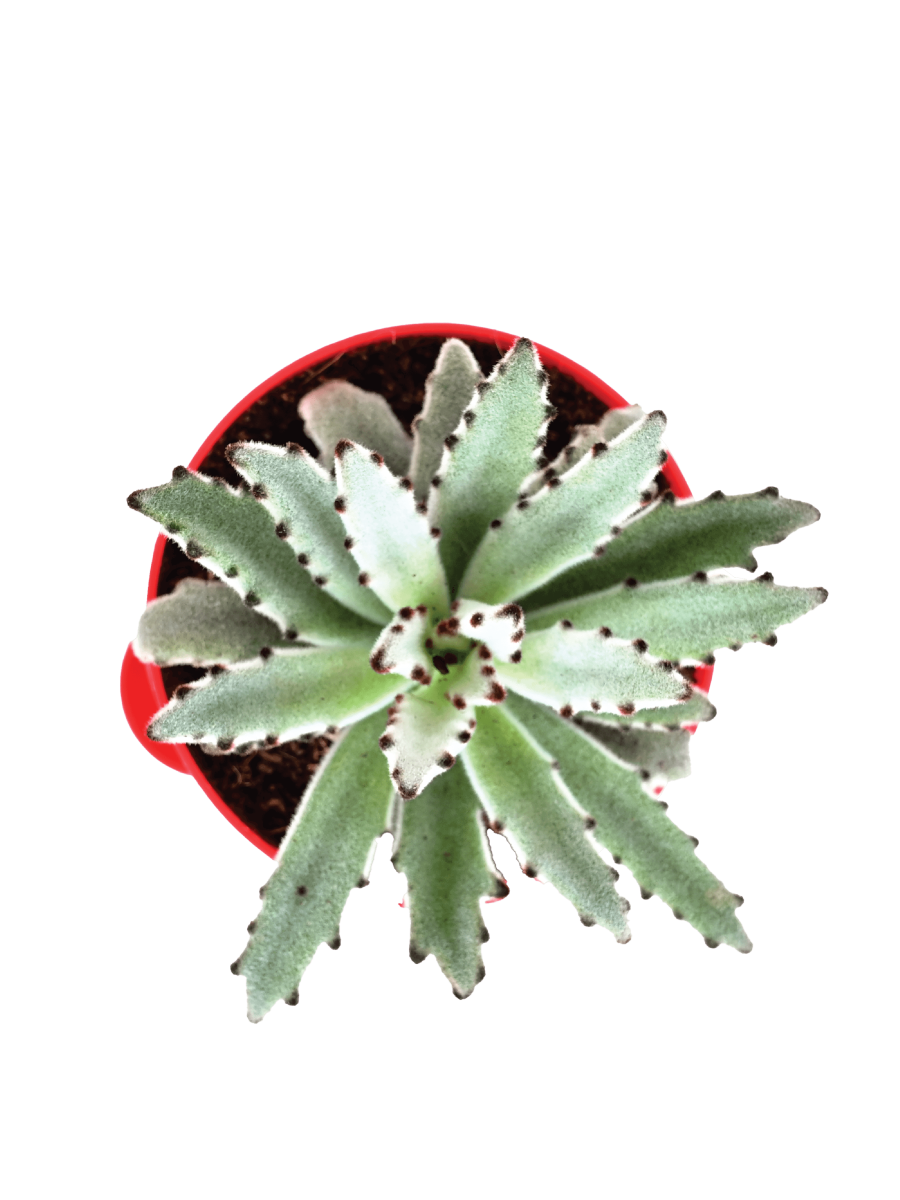 Kalanchoe Tomentosa Plant