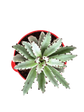 Kalanchoe Tomentosa Plant