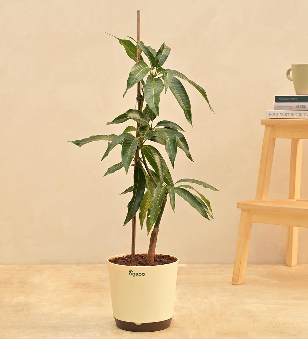 mango tree indoor plant Buy Mango Plant Online