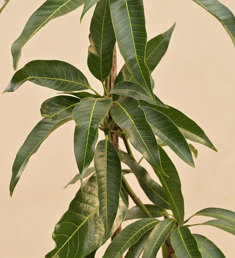 Kesar Planat Buy Mango Plant Online | Safe Home Delivery of Plants – Ugaoo