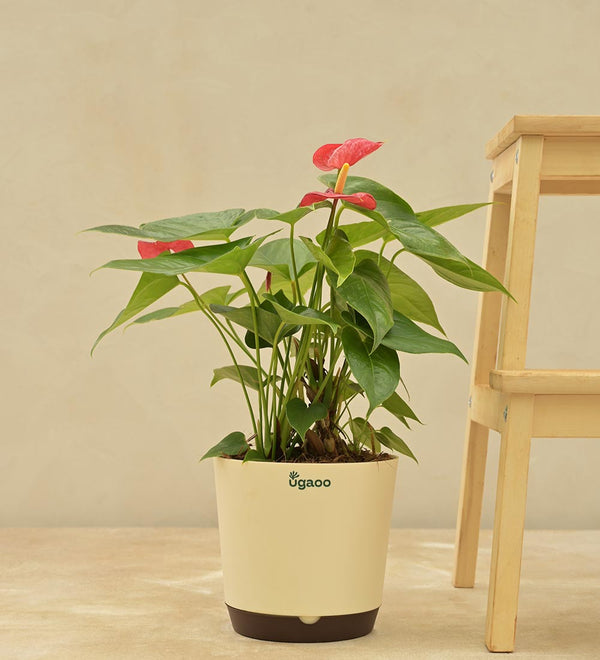 #select-plant-size_large