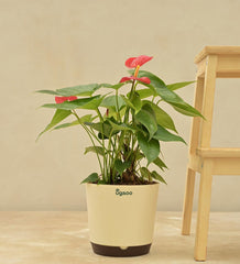 Anthurium Red Plant