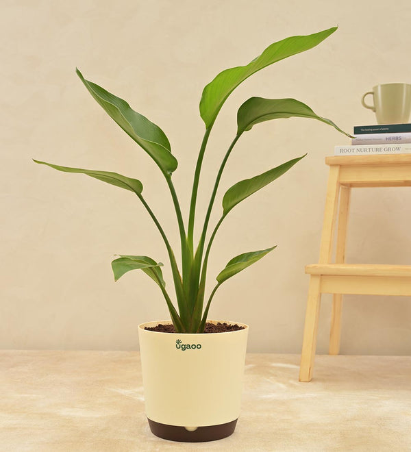 #select-plant-size_large