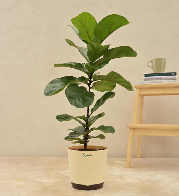#select-plant-size_large