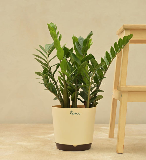 #select-plant-size_large