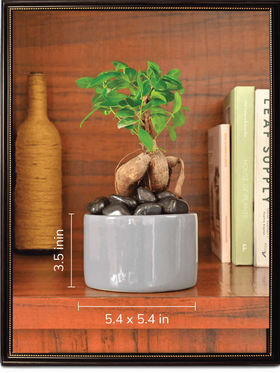 Lilac Stories Bundle - Grey