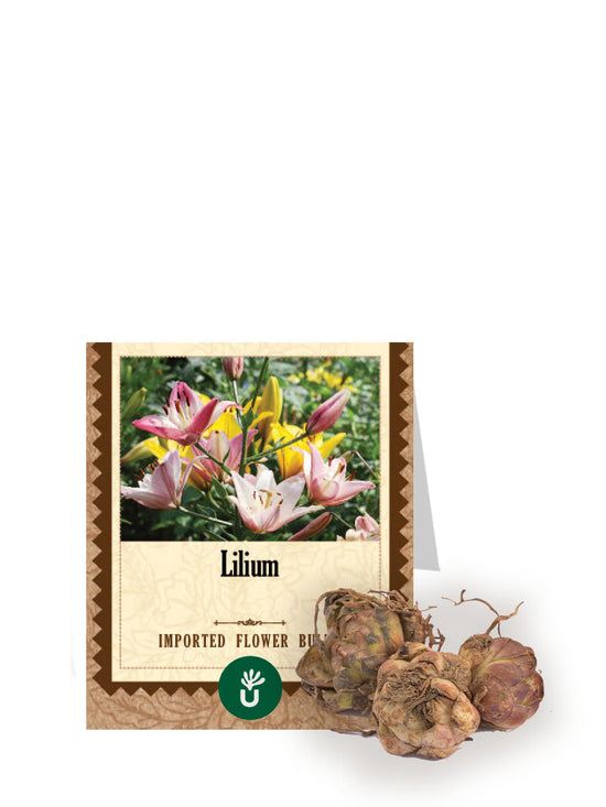 Lilium Bulbs