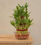 Lucky Bamboo Plant - 3 Layer Gift Hamper