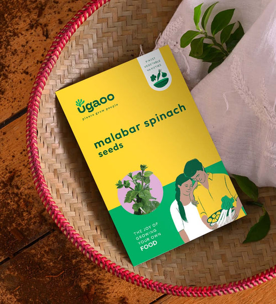 Malabar Spinach Seeds (Poi Saag)