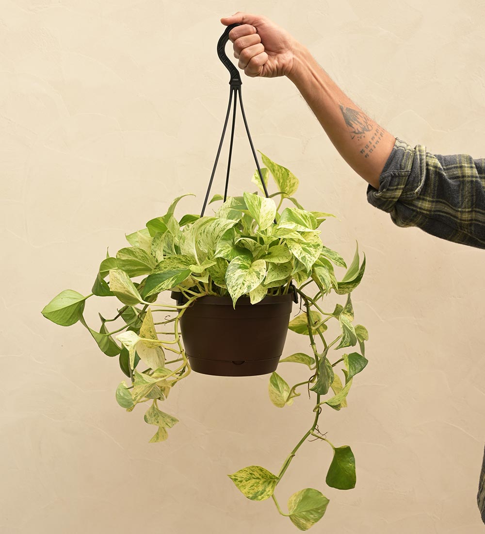 money plant pot diy Buy Money Plant Marble Hanging Pot: Indoor Greenery Delight – Ugaoo
