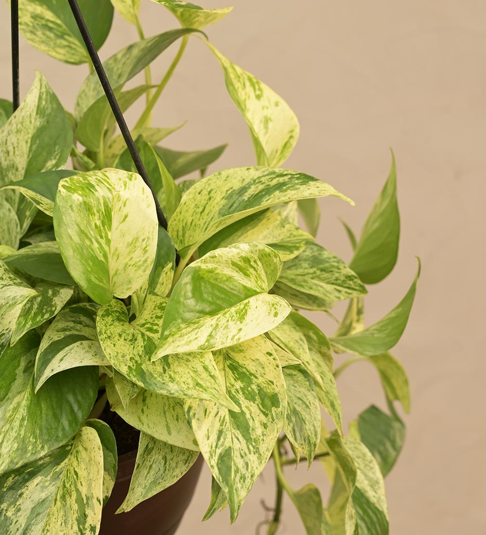 white marble money plant Buy Money Plant Marble Hanging Pot: Indoor Greenery Delight – Ugaoo