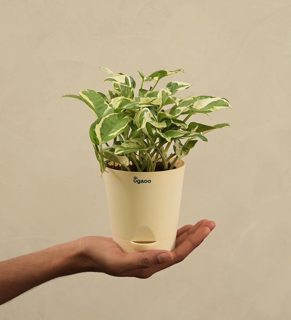 money plant as gift Money Plant N'Joy Gift Hamper – Ugaoo
