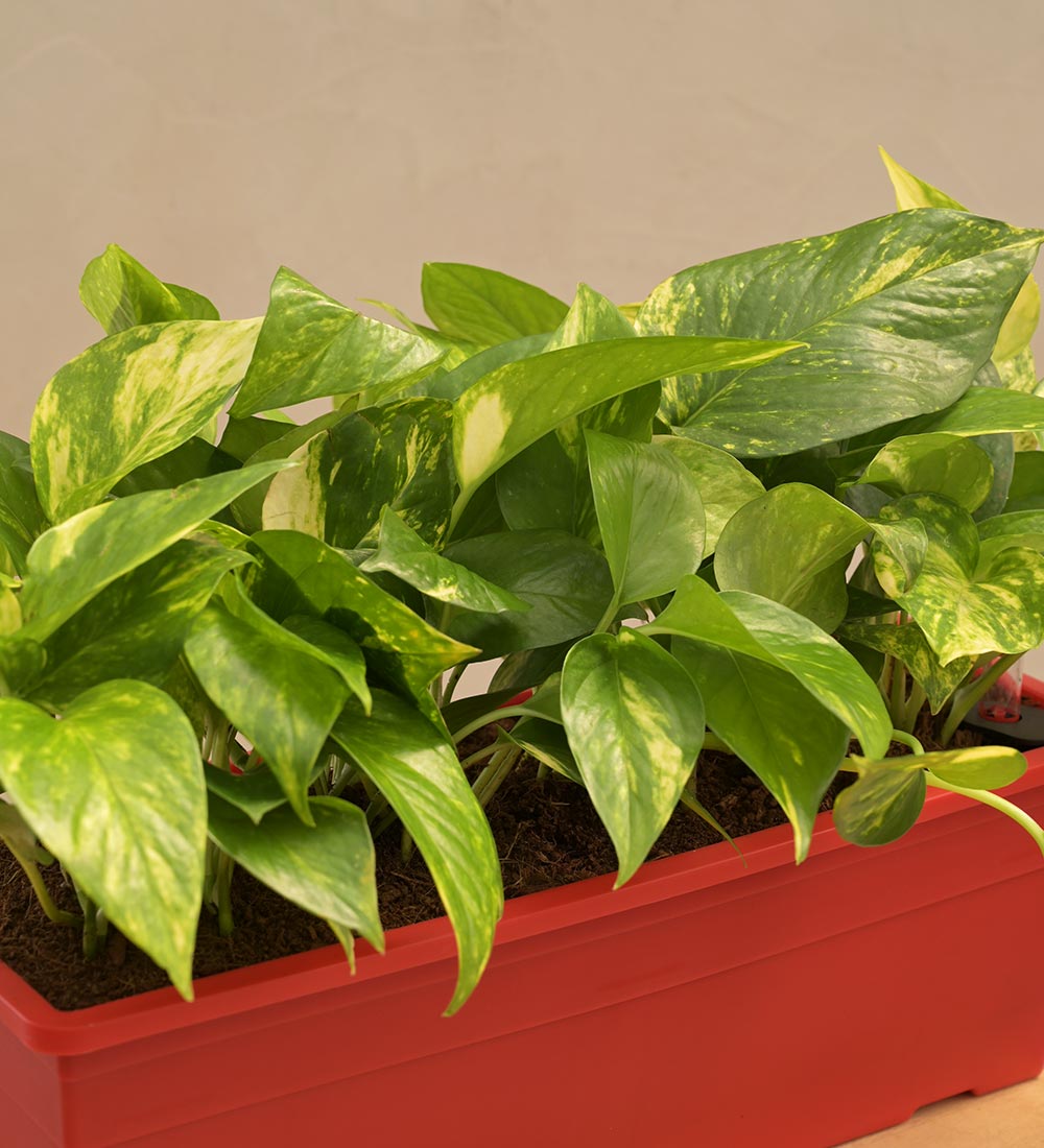 money plant variegated Money Plant Variegated