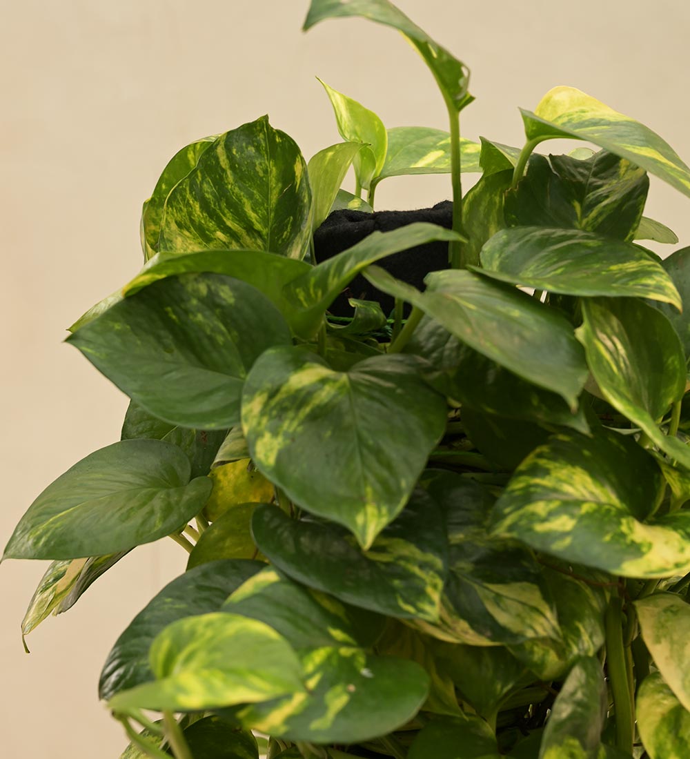 Money Plant Variegated with Moss Stick