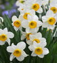 Narcissus Bulbs