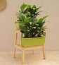 Peace Lily Plant - Set of 2