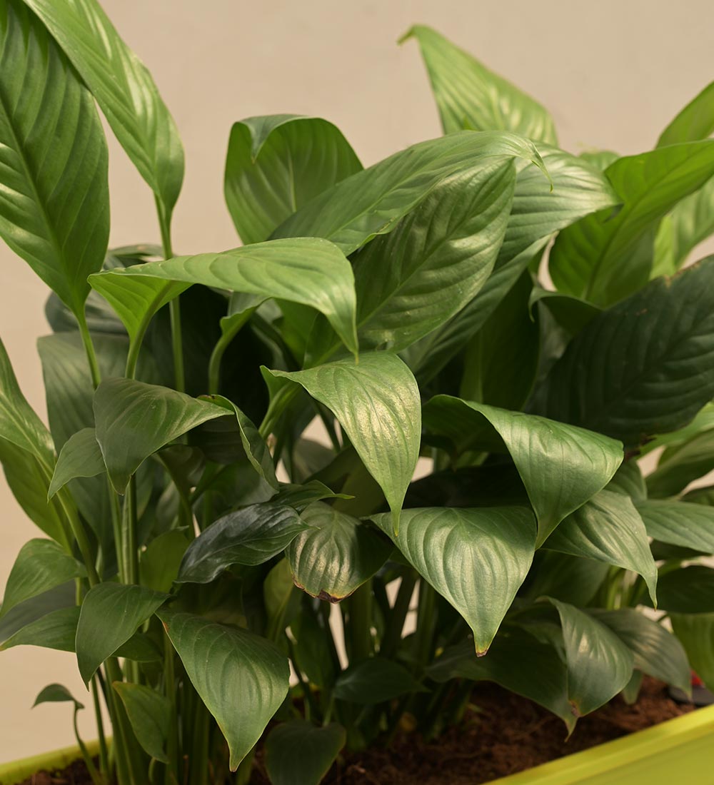 ugaoo peace lily Peace Lily Plant