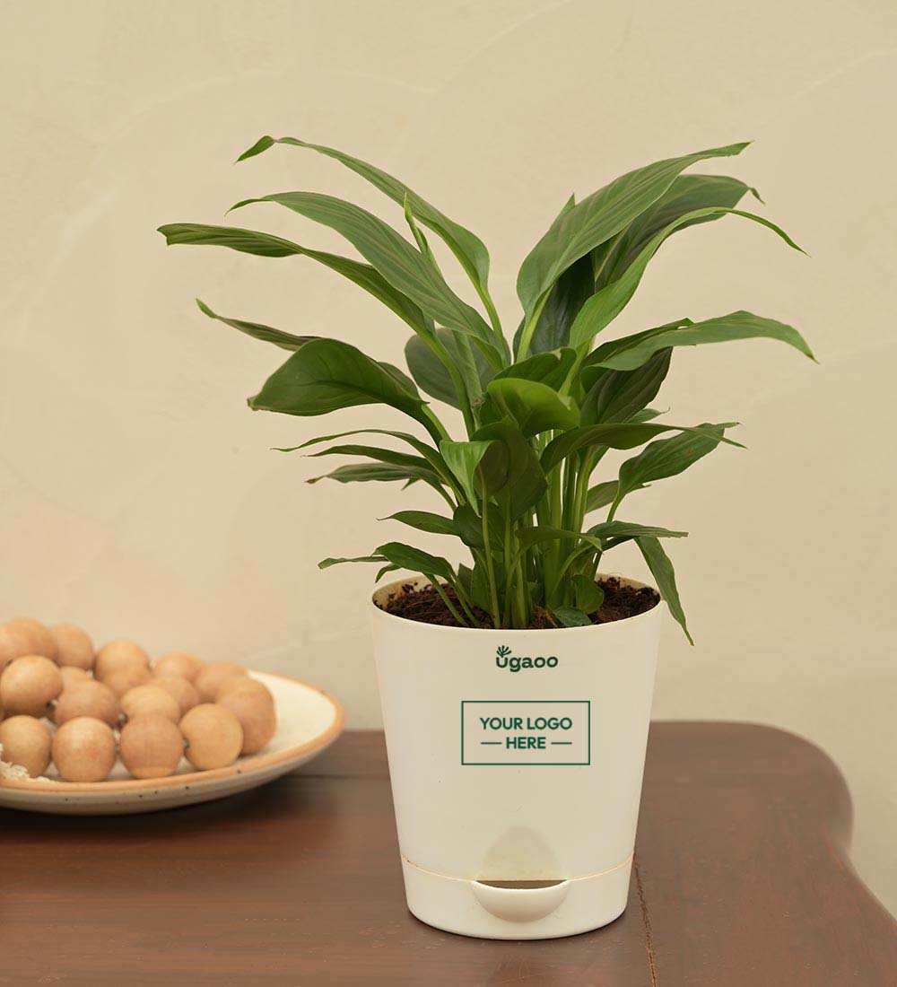 ugaoo peace lily Peace Lily Plant