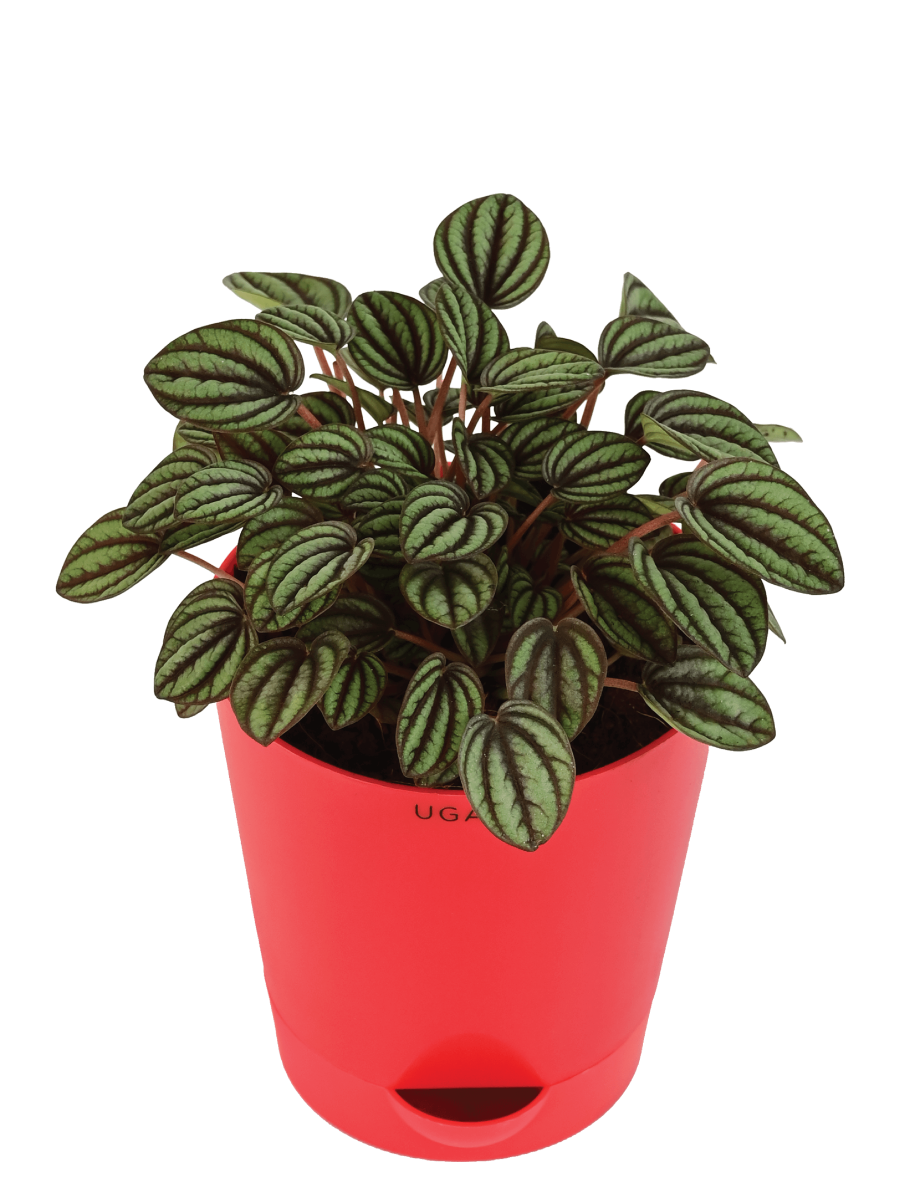 Peperomia Caperata