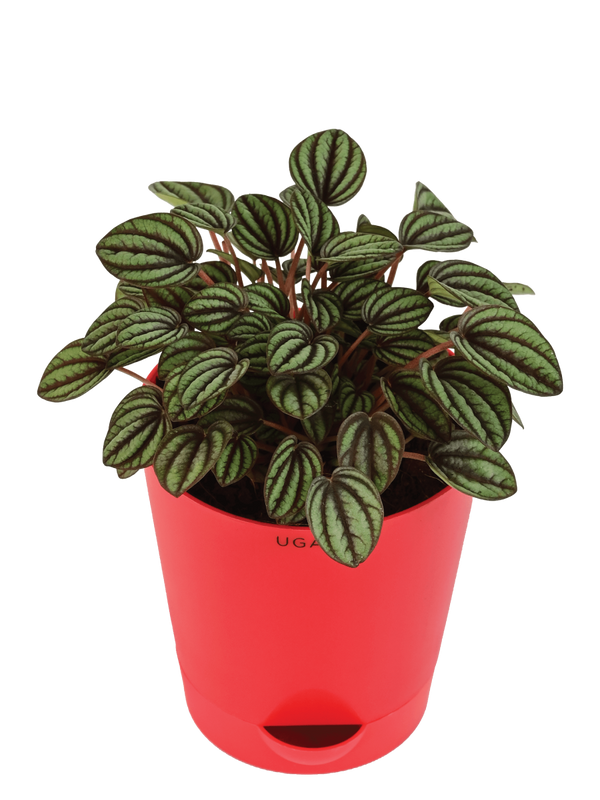 Peperomia Caperata
