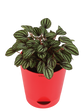 Peperomia Caperata