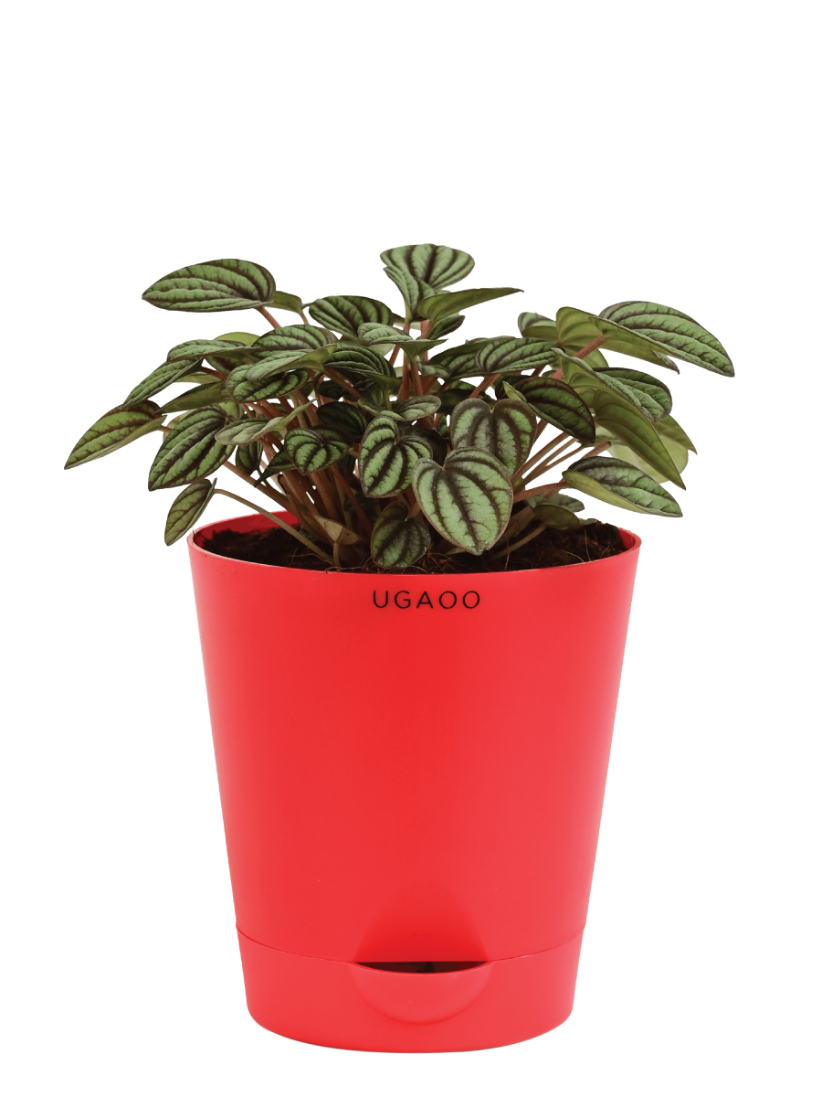 Peperomia Caperata
