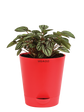 Peperomia Caperata