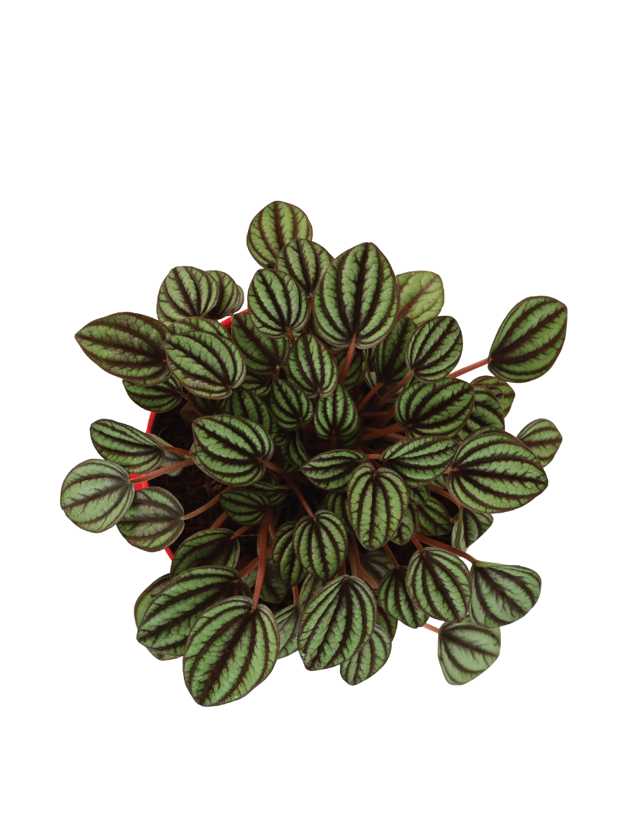 Peperomia Caperata