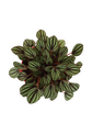 Peperomia Caperata