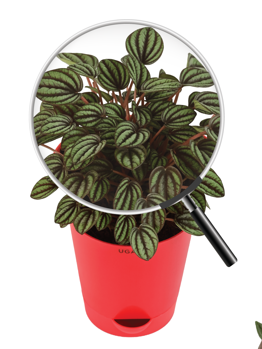 Peperomia Caperata