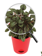 Peperomia Caperata