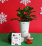 Peperomia Green Plant with Auric Coffee Box