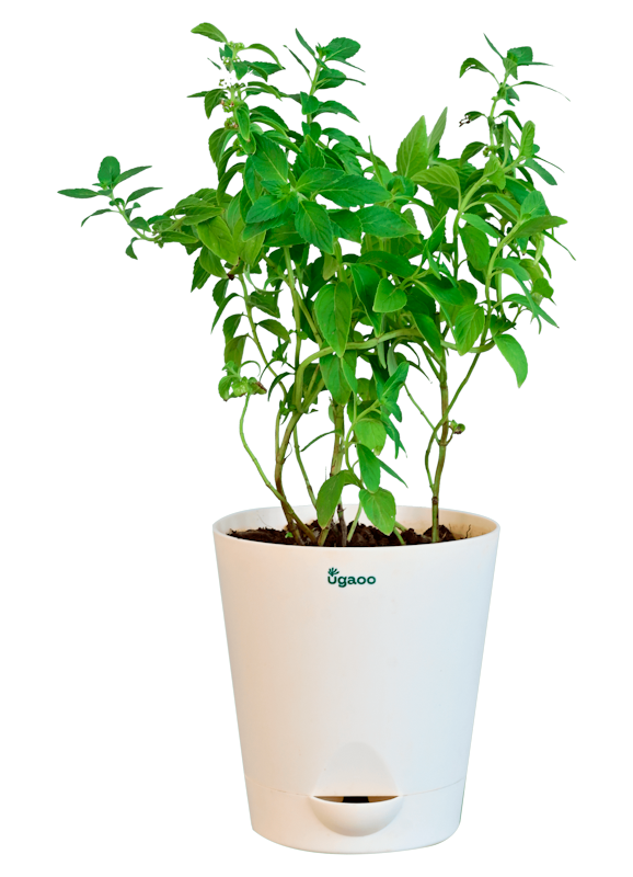 indoor peppermint plants for sale Peppermint Plant – Ugaoo