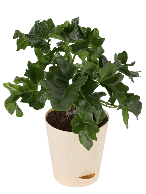 Philodendron Selloum Green Plant