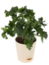 Philodendron Selloum Green Plant