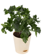 Philodendron Selloum Green Plant