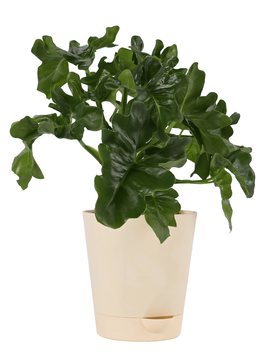 Philodendron Atom Plant
