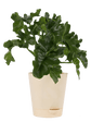 Philodendron Atom Plant