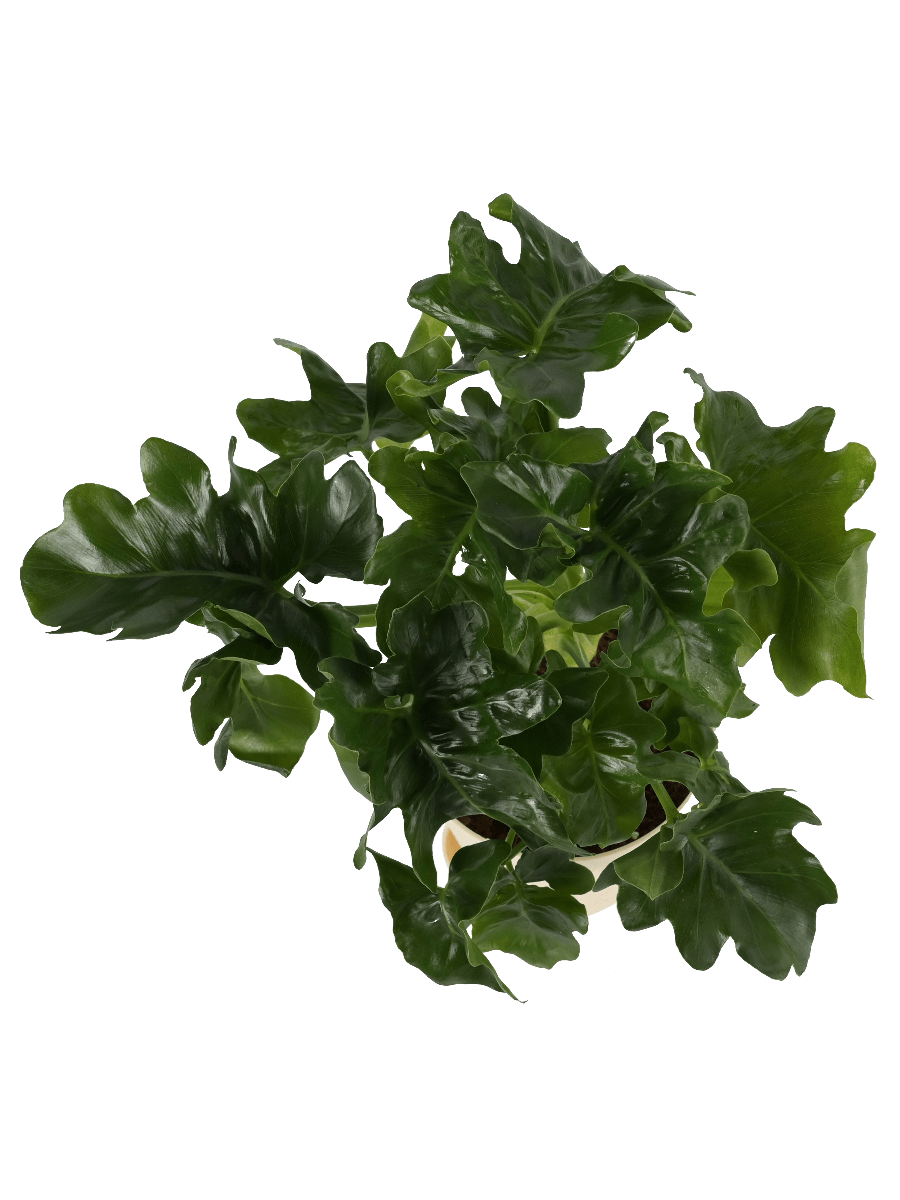 Philodendron Atom Plant