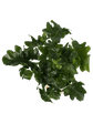 Philodendron Atom Plant