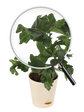 Philodendron Atom Plant