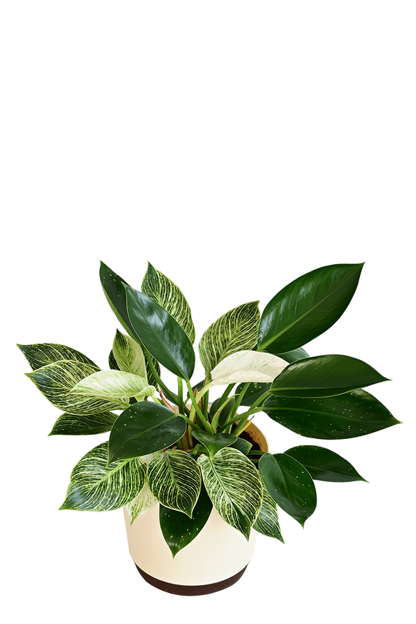 Philodendron Birkin and Philodendron Congo Plant Bouquet